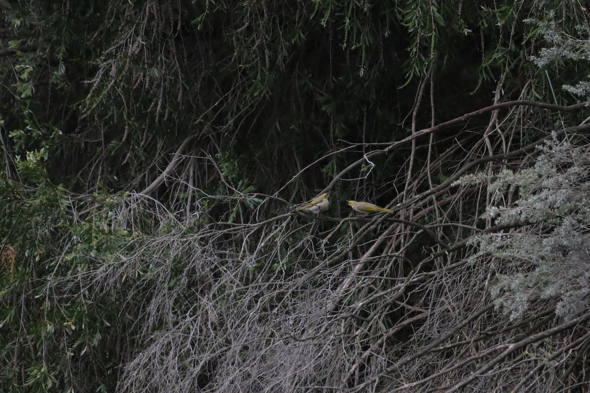 White-plumed Honeyeater - ML644205735