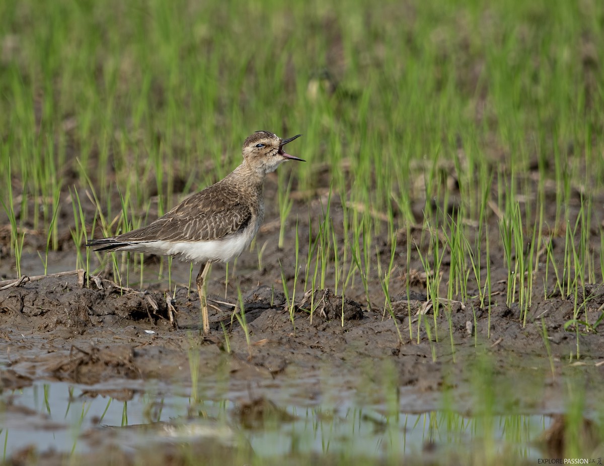 Oriental Plover - ML644205761