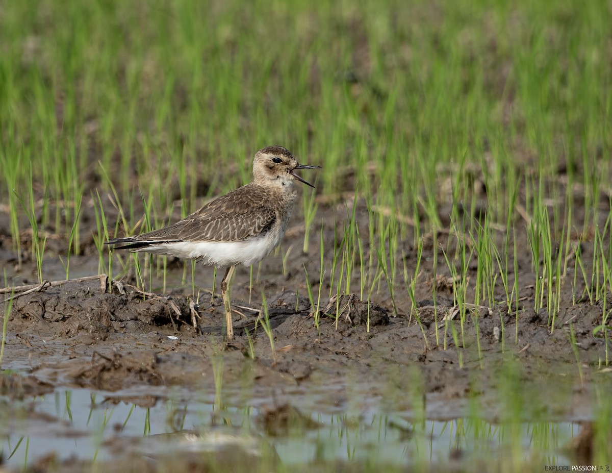 Oriental Plover - ML644205762