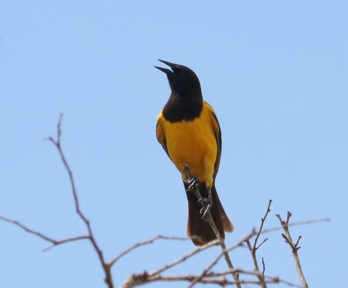 Yellow-rumped Marshbird - ML644205766