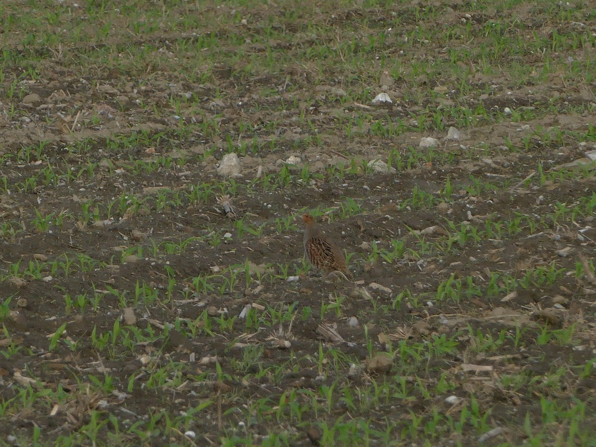 rapphøne - ML644205767