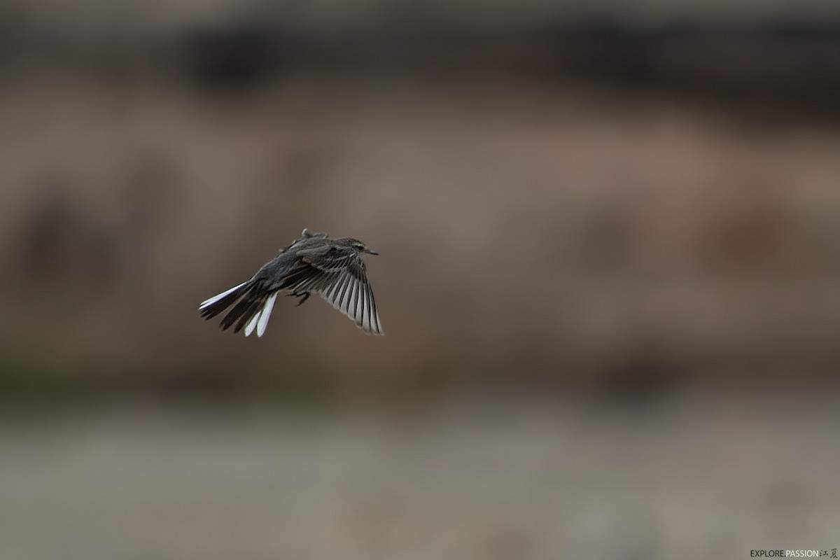 Eastern Yellow Wagtail - ML644205771