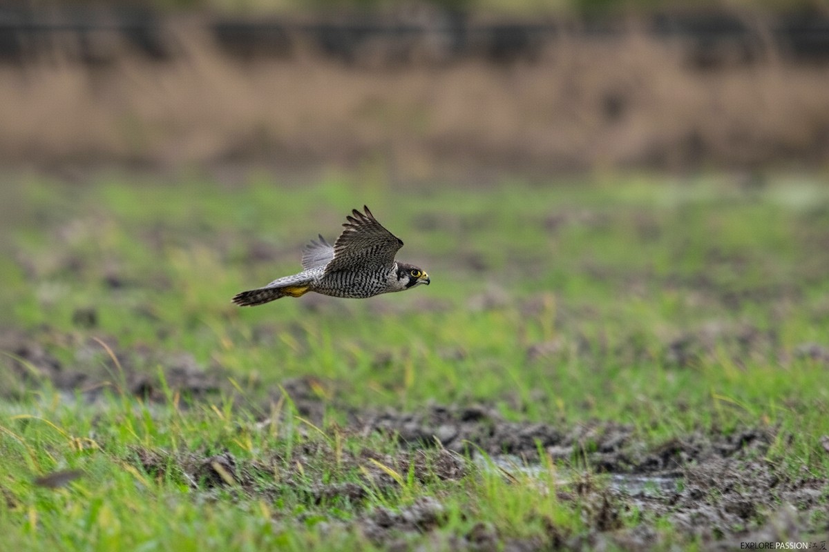 Peregrine Falcon - ML644205778