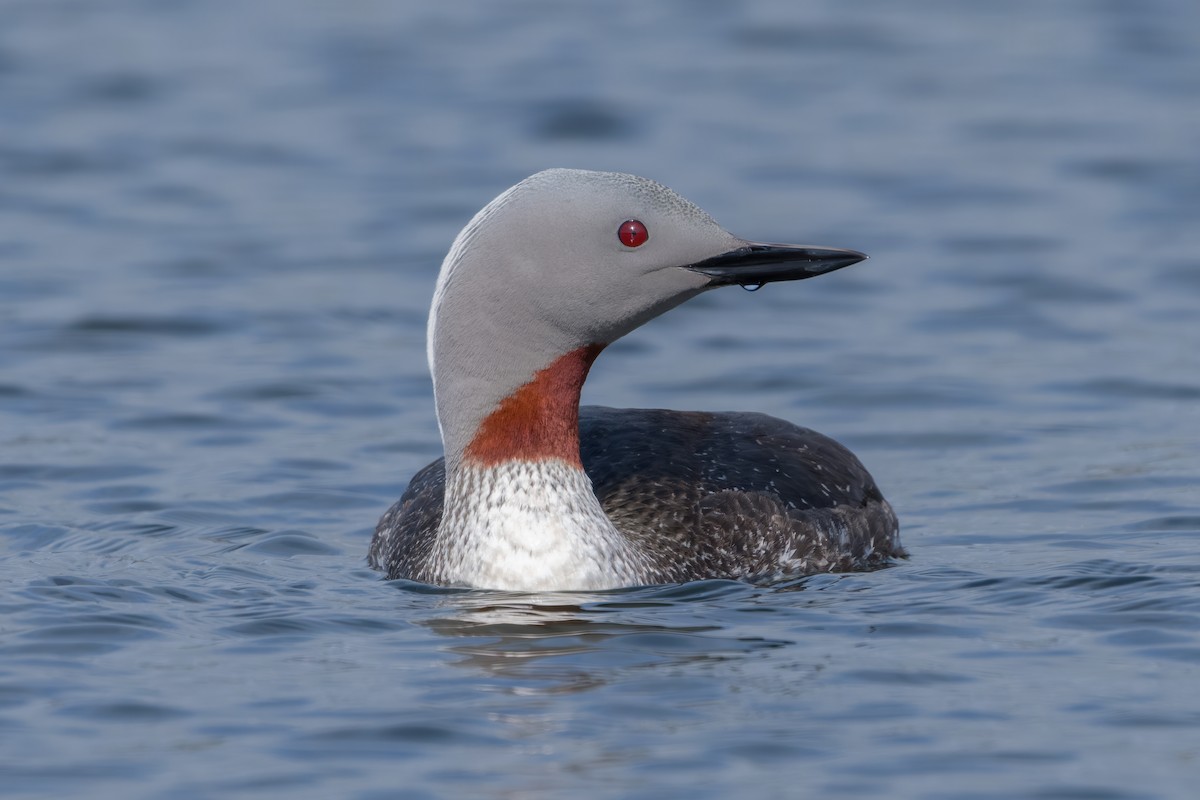 Red-throated Loon - ML644205782