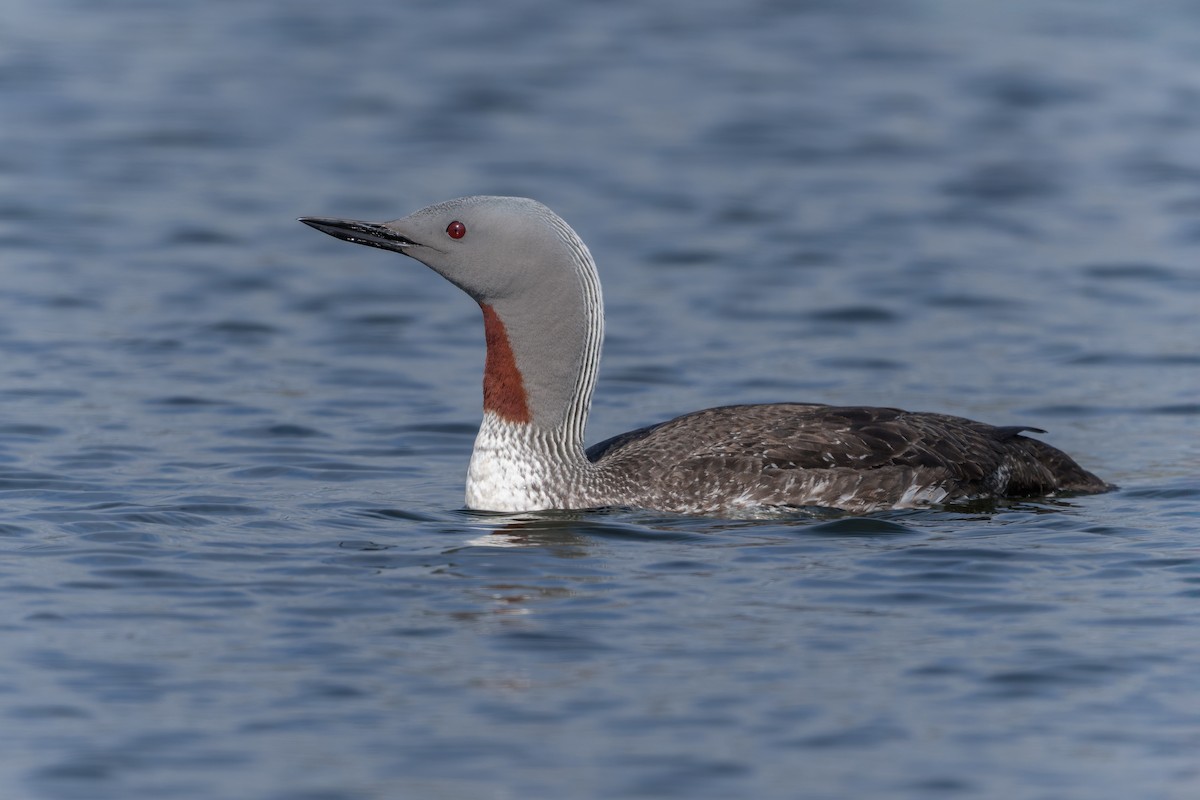 Red-throated Loon - ML644205783