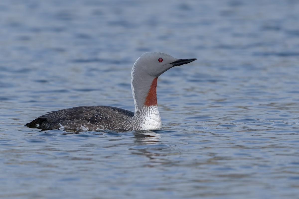 Red-throated Loon - ML644205784