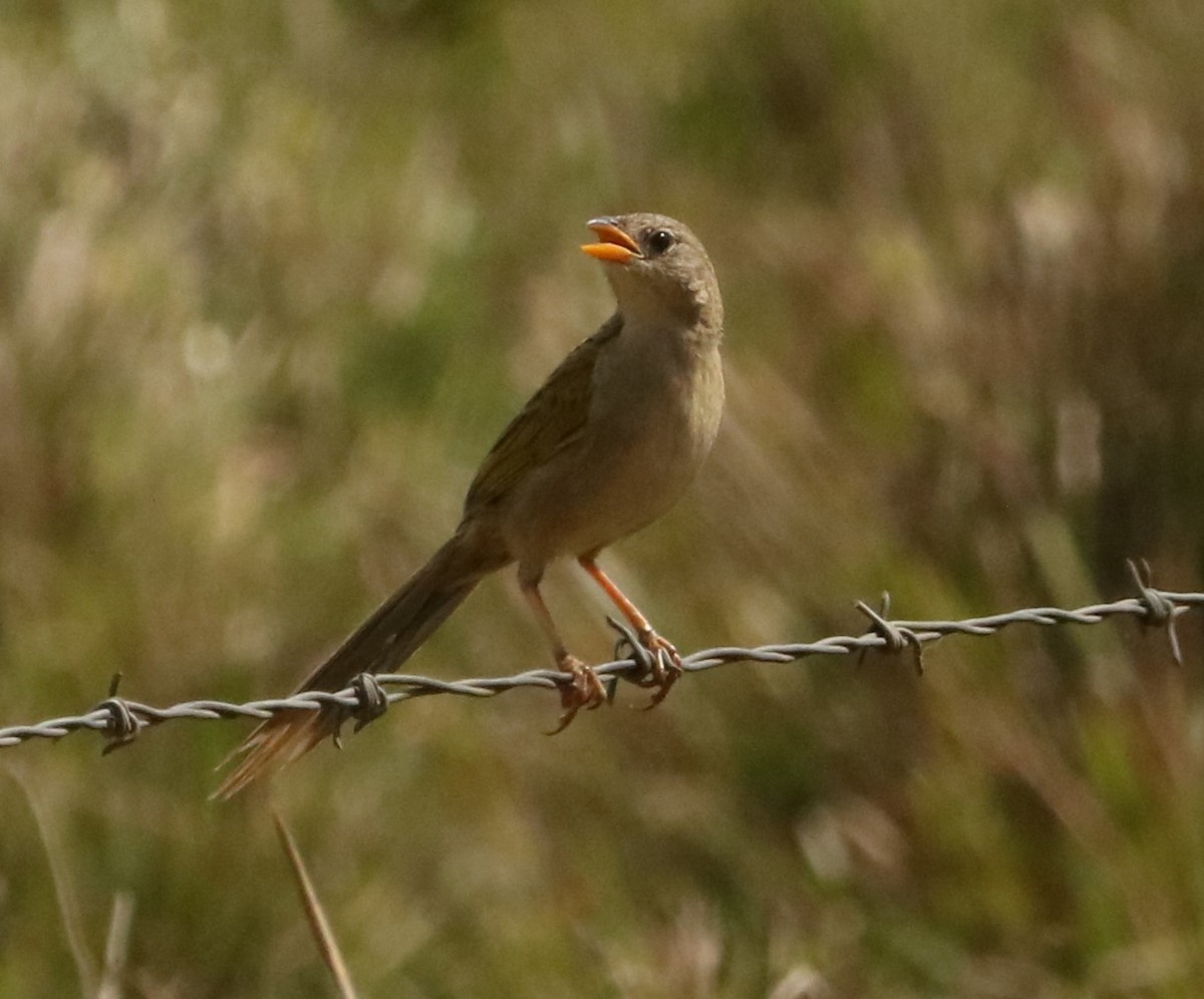 Wedge-tailed Grass-Finch - ML644205789