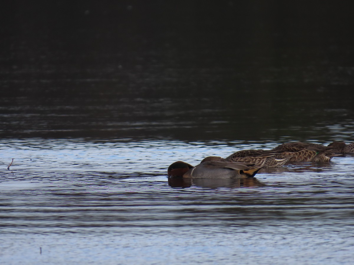 Green-winged Teal - ML644205804