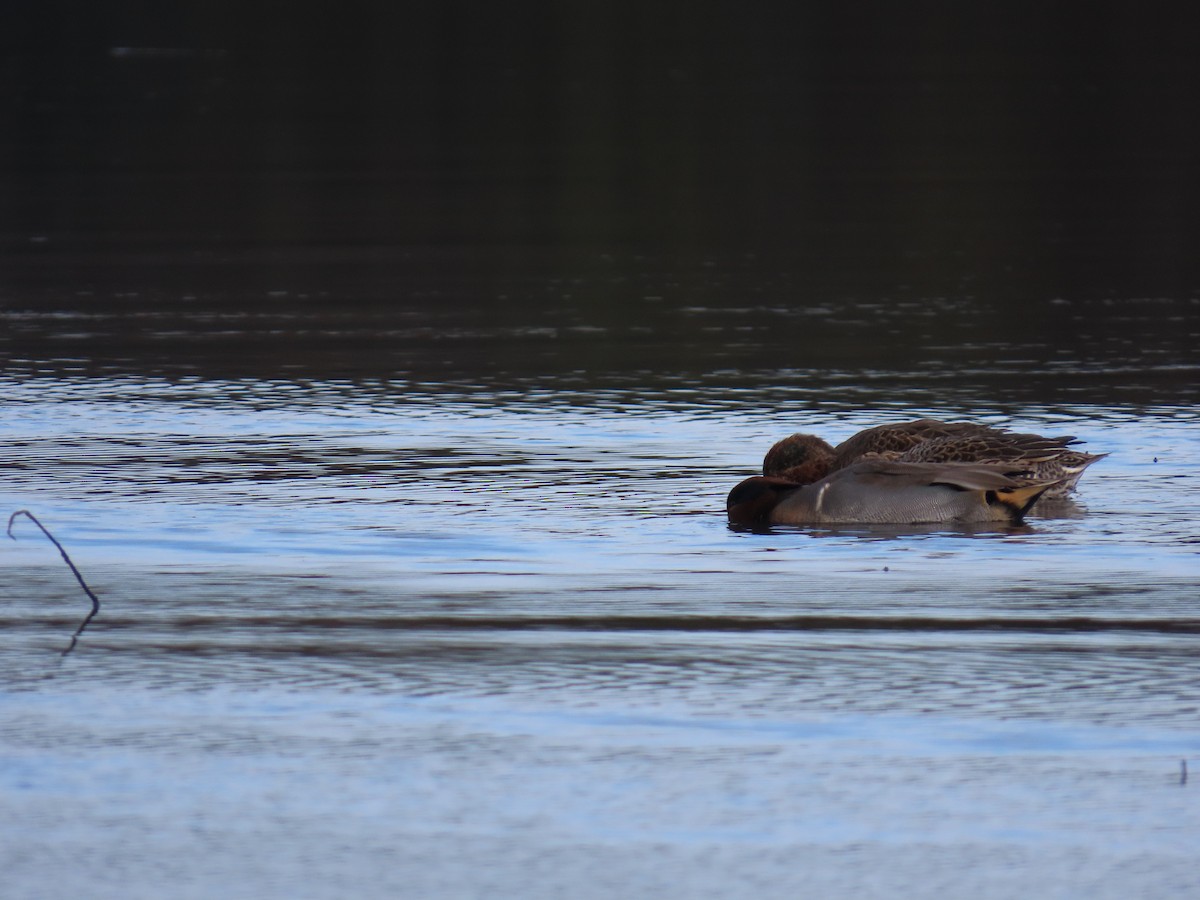 Green-winged Teal - ML644205805