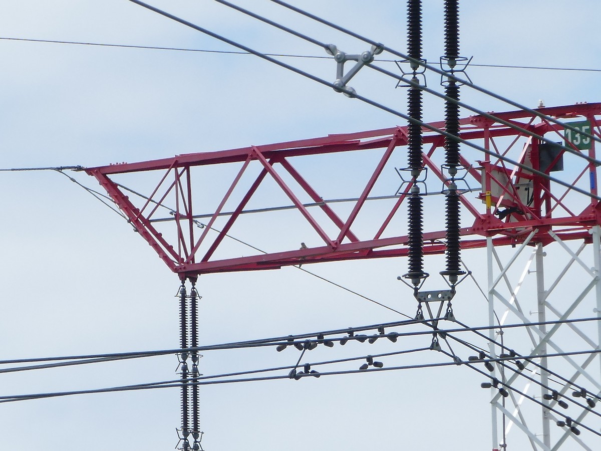 Балобан - ML644205806