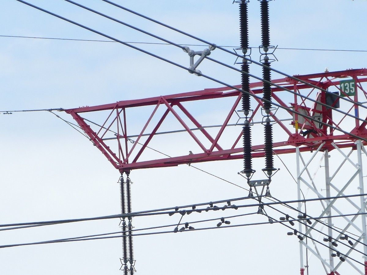 Балобан - ML644205807