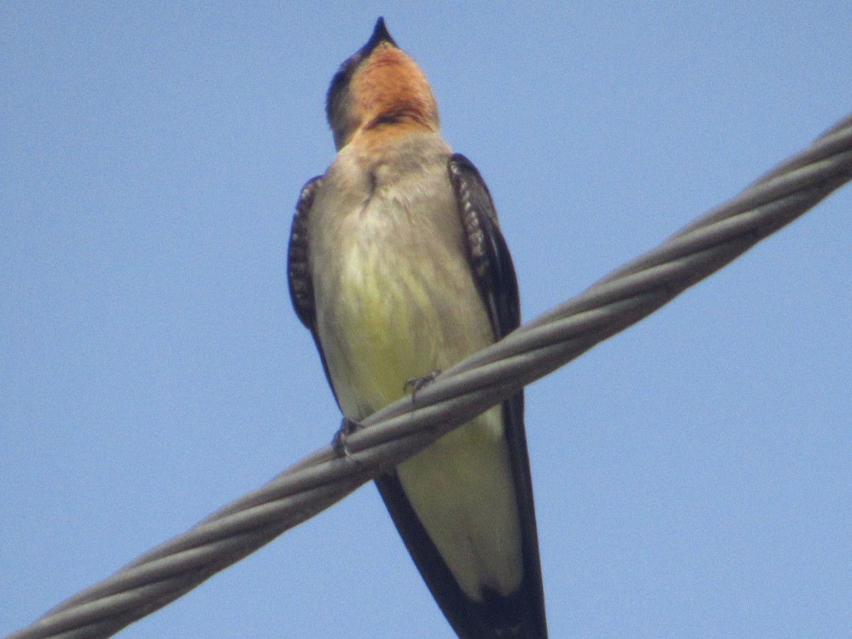 Golondrina Gorjirrufa - ML644205826