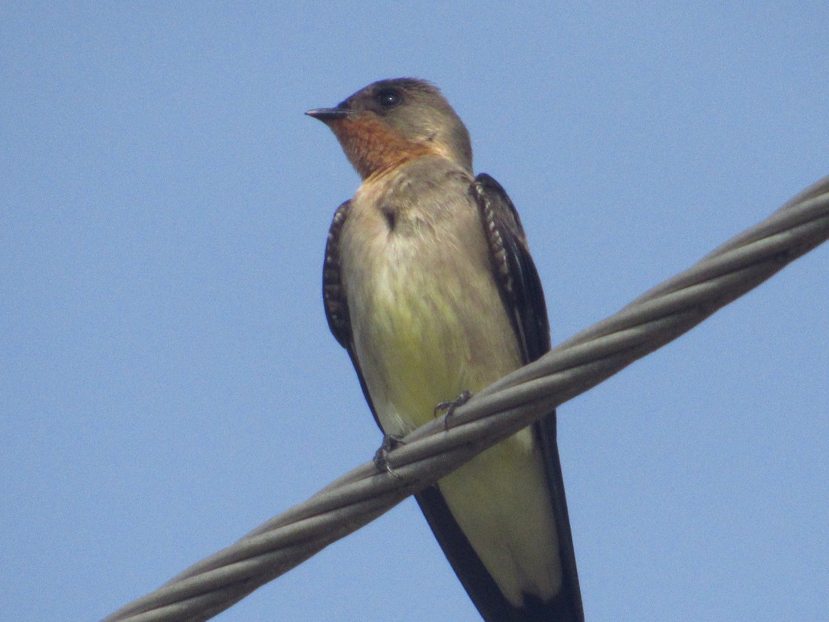 Golondrina Gorjirrufa - ML644205828