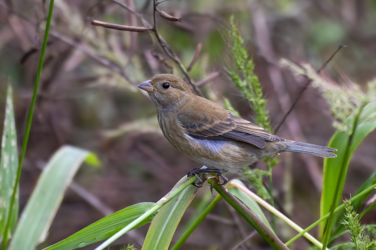 Passerin indigo - ML644205837