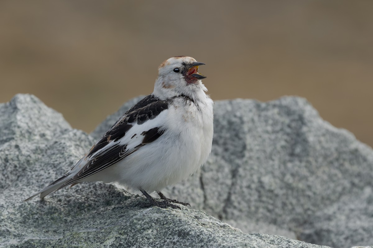 Snow Bunting - ML644205840