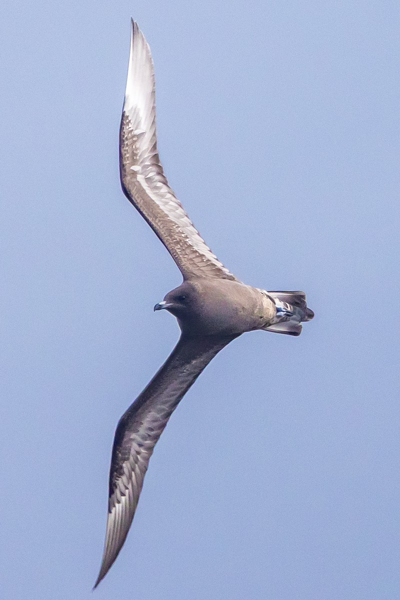 Урт сүүлт хайлгана - ML644205842