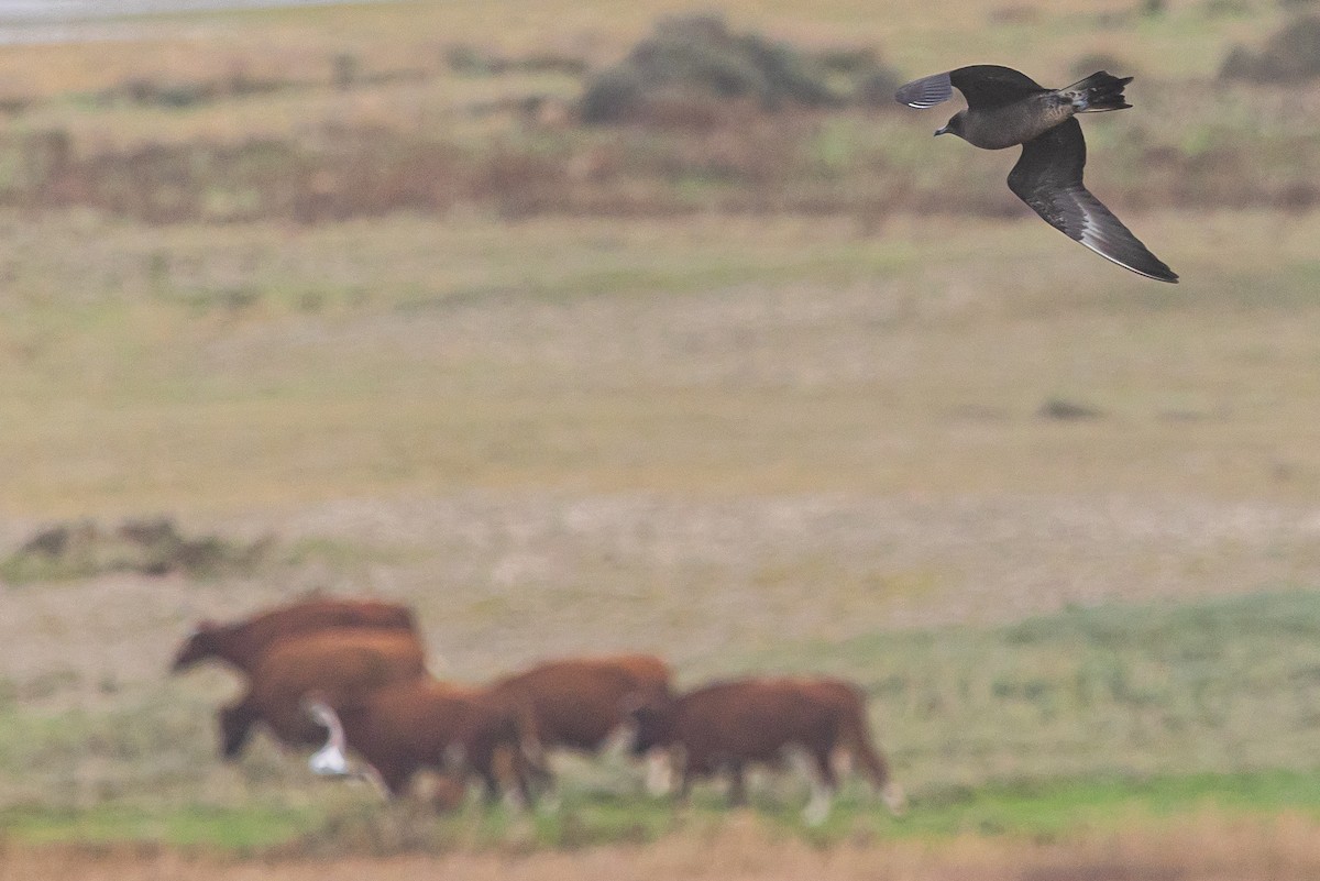 Урт сүүлт хайлгана - ML644205843