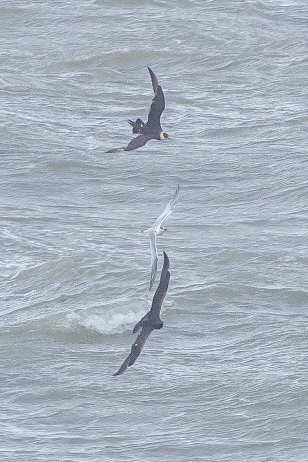 Годон хайлгана - ML644205847