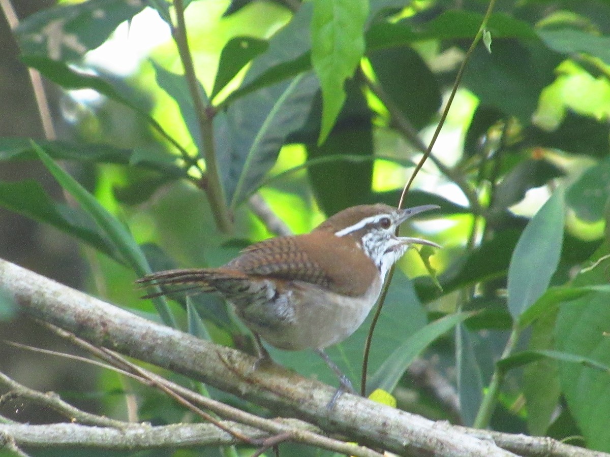 Rufous-and-white Wren - ML644205849