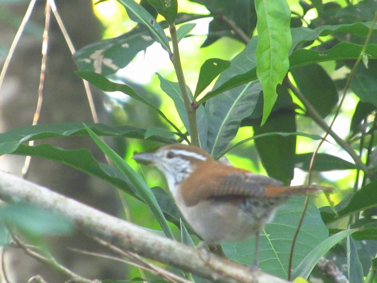 Rufous-and-white Wren - ML644205852