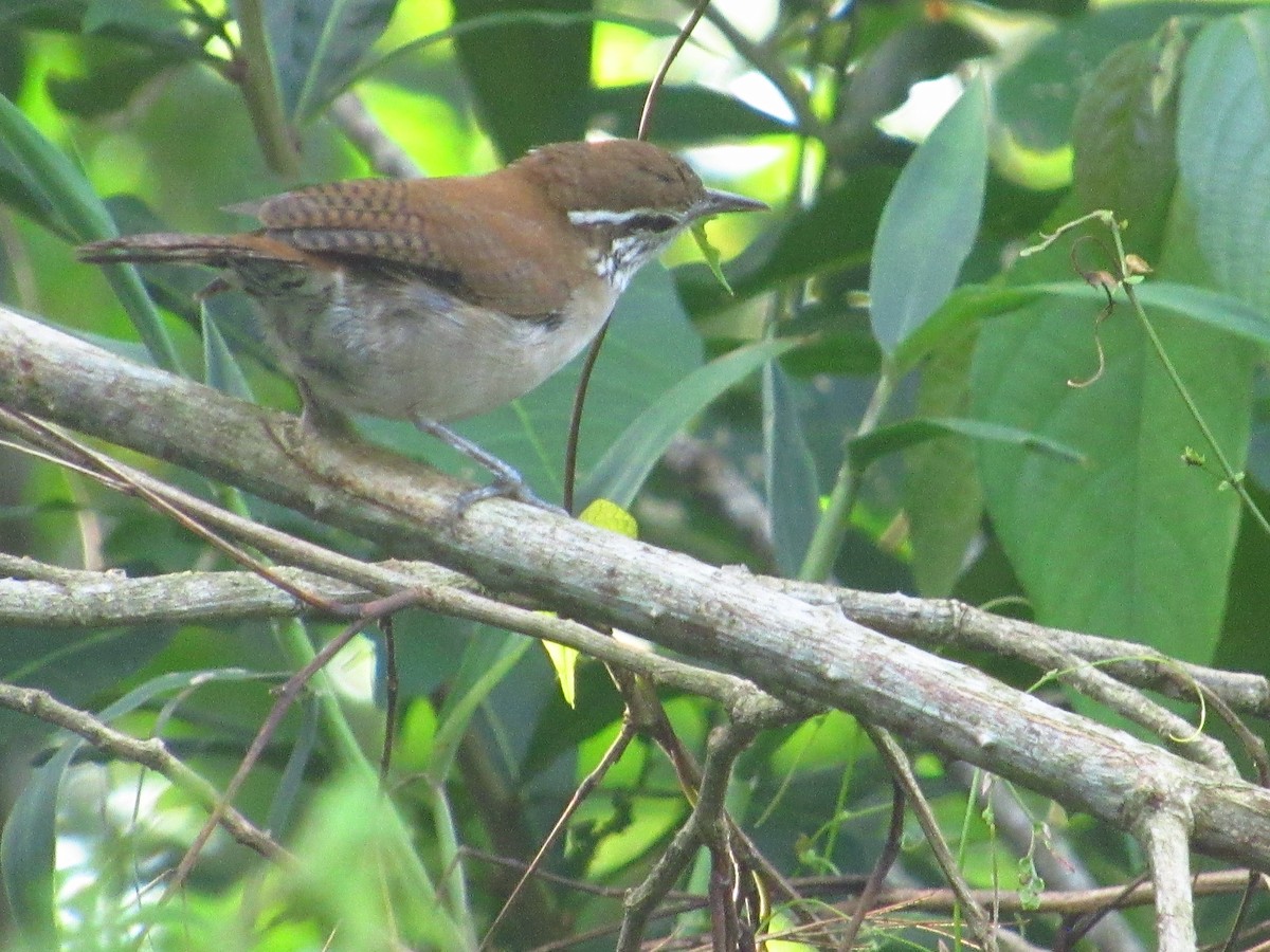 Rufous-and-white Wren - ML644205853