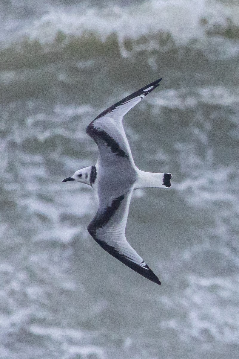 Гурван хуруут цахлай - ML644205856