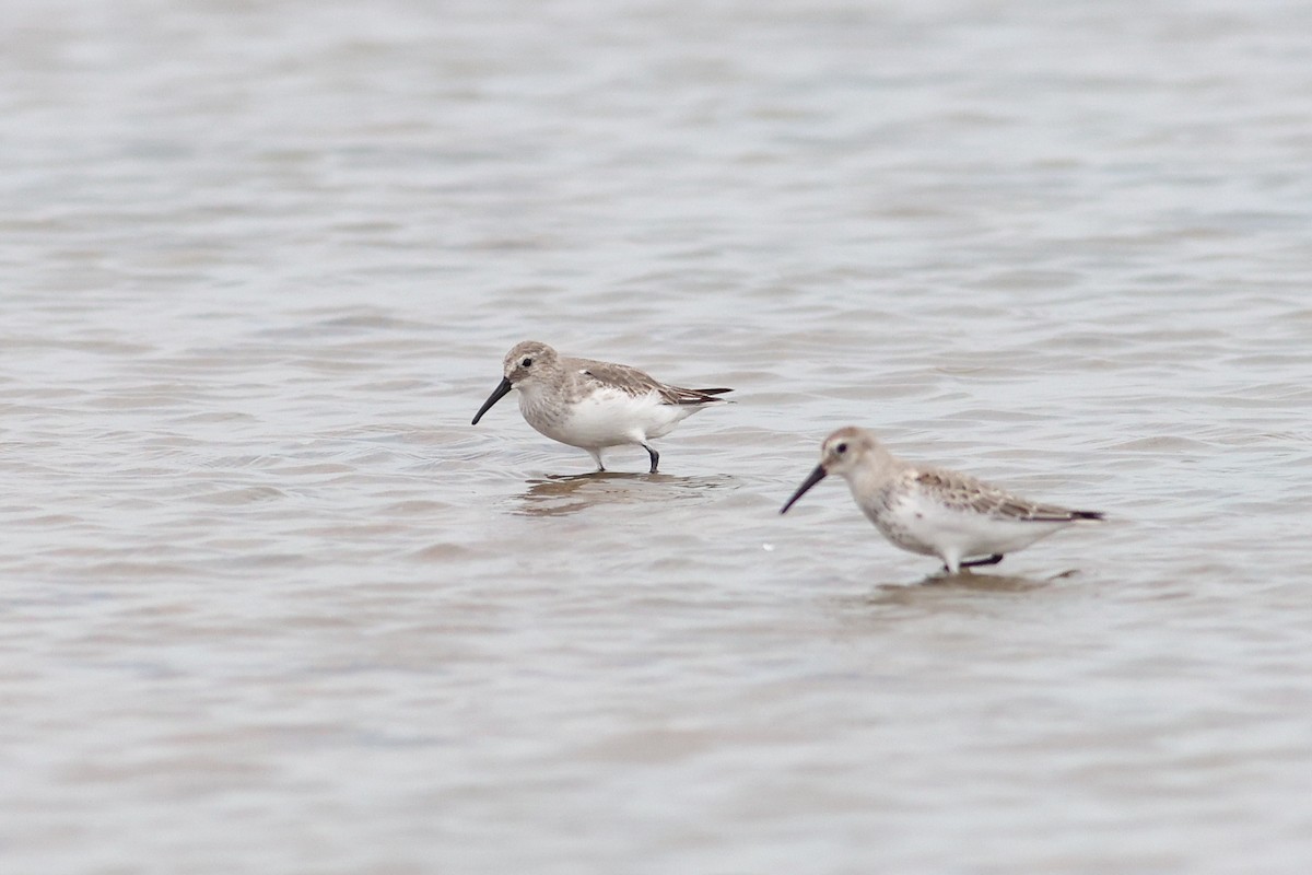 Dunlin - ML644205858