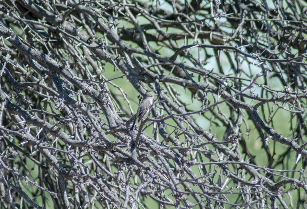 Vermilion Flycatcher - ML644205860