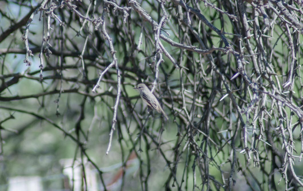 Vermilion Flycatcher - ML644205861