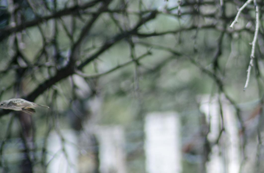 Vermilion Flycatcher - ML644205862