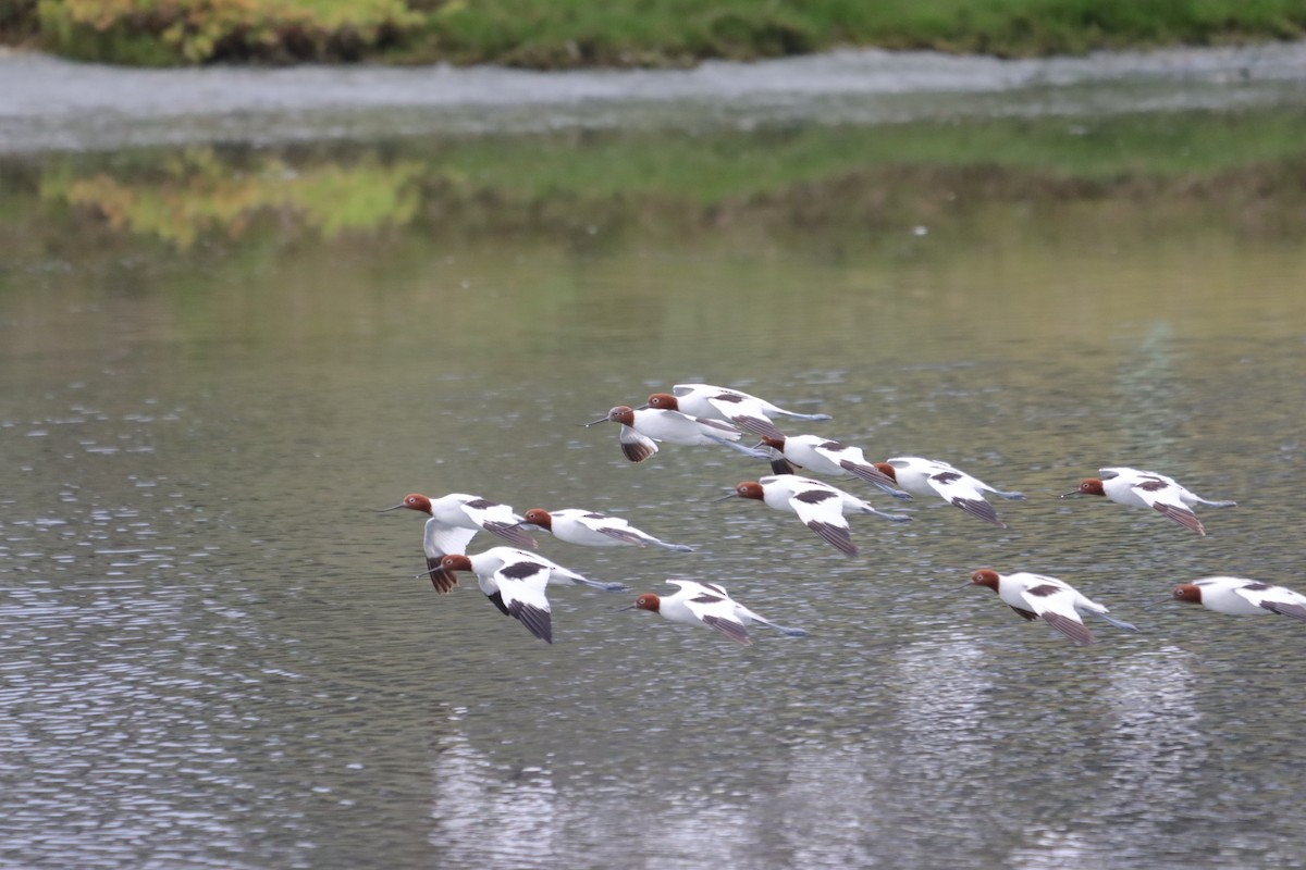 Red-necked Avocet - ML644205866