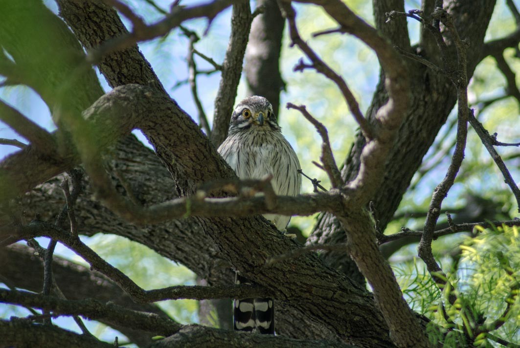 Spot-winged Falconet - ML644205867