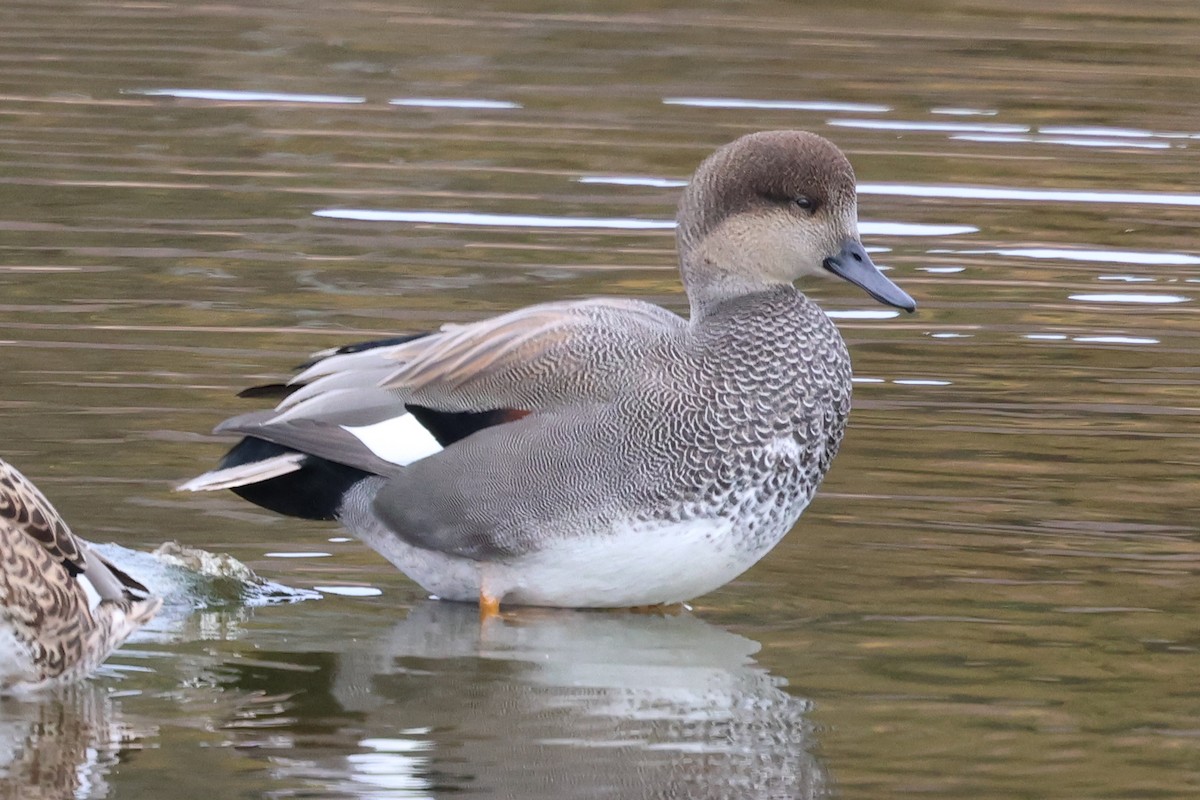 Gadwall - ML644205876