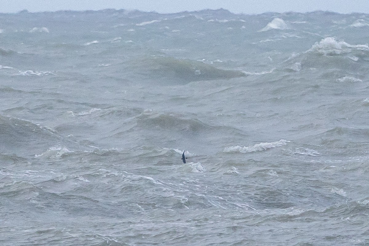 Leach's Storm-Petrel - ML644205878