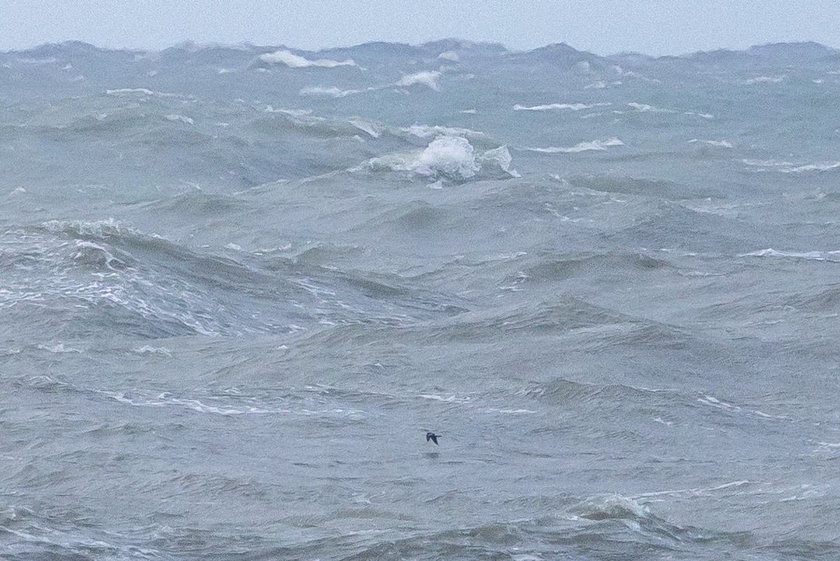 Leach's Storm-Petrel - ML644205879