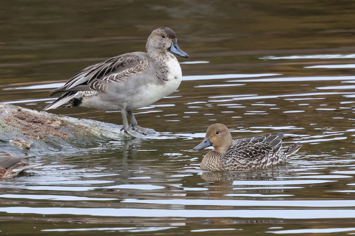 Northern Pintail - ML644205886