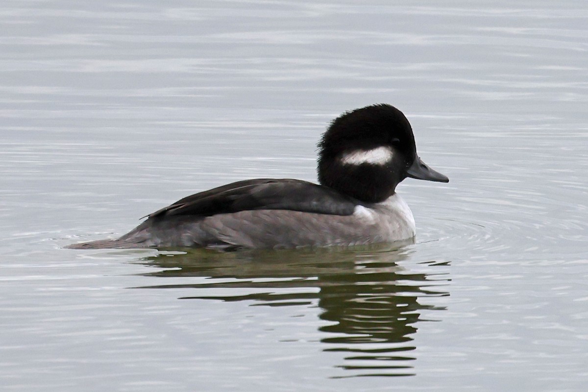 Bufflehead - ML644205890