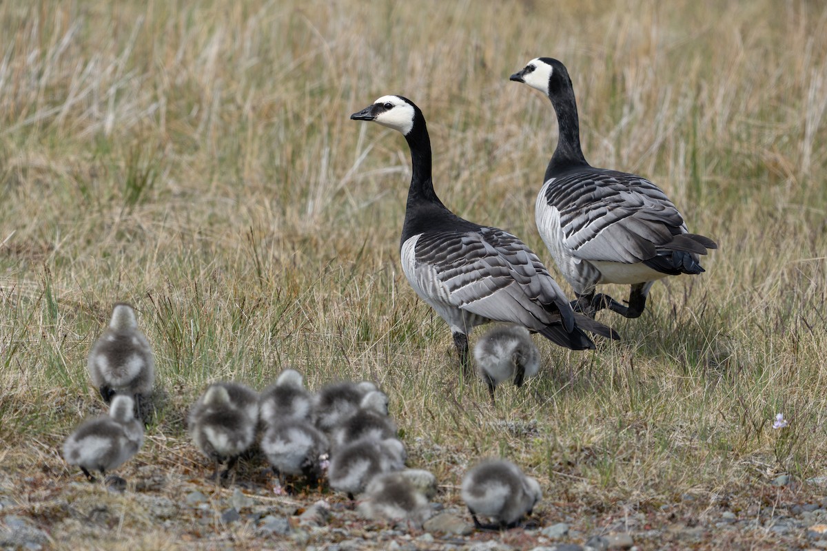 Barnacle Goose - ML644205892