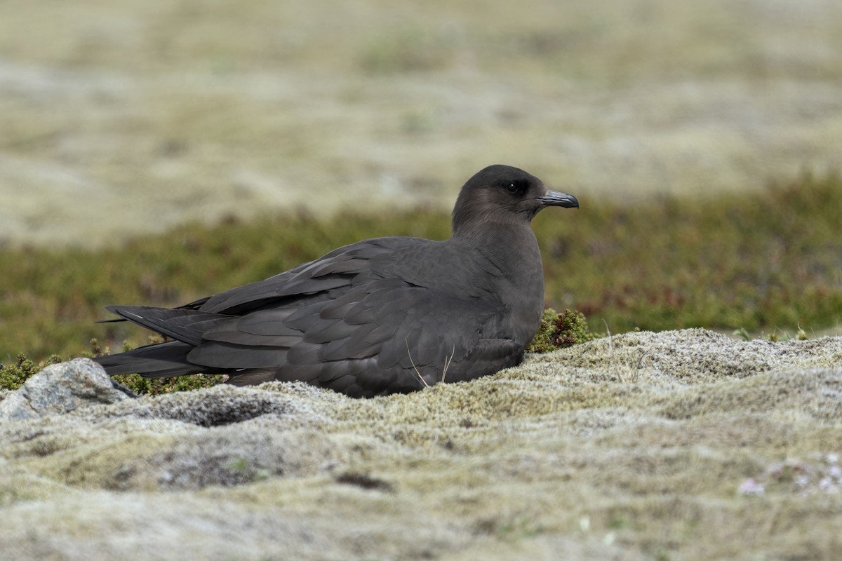 Parasitic Jaeger - ML644205905