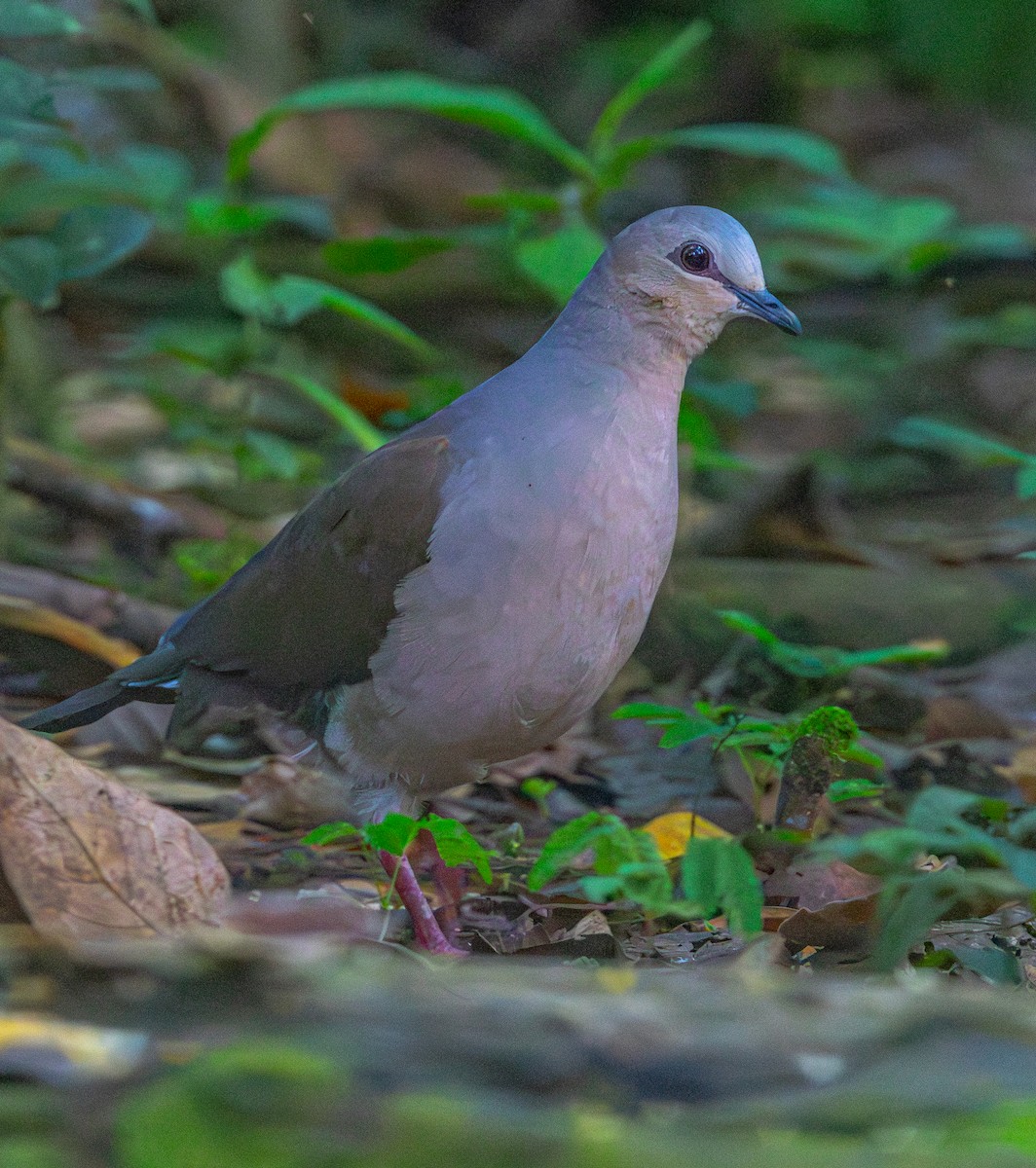 gråpannedue - ML644205924