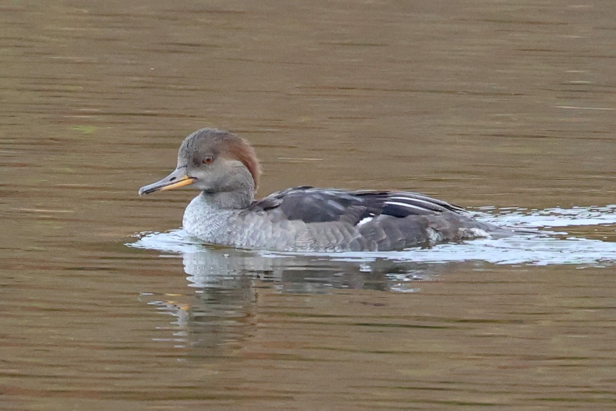 Hooded Merganser - ML644205930