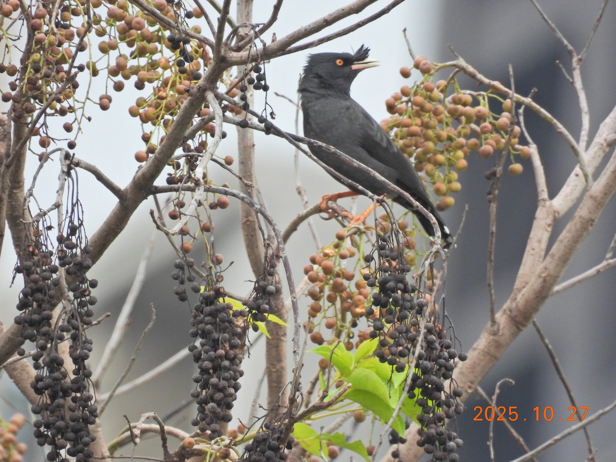 Crested Myna - ML644205936