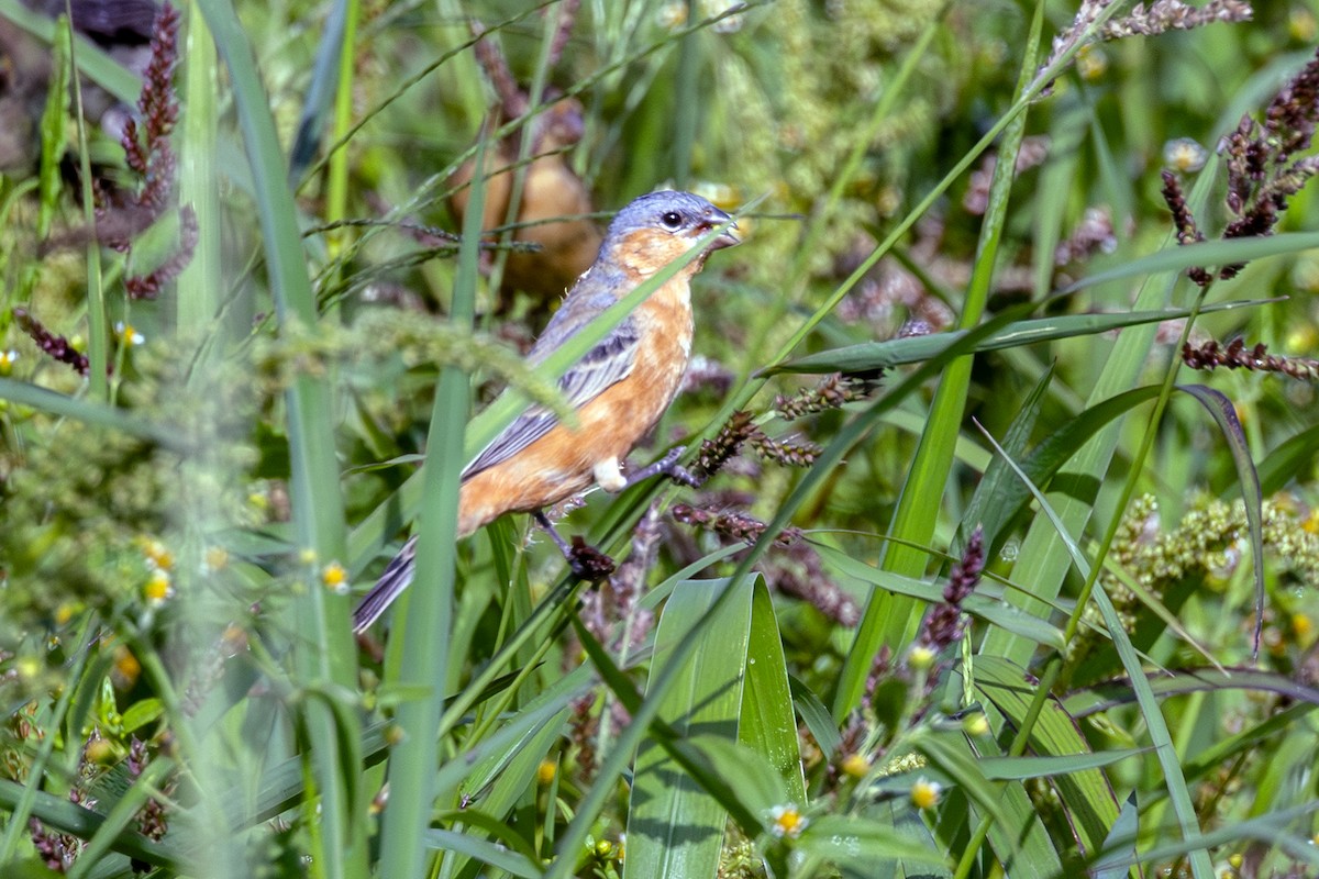 チャバラヒメウソ - ML644205939