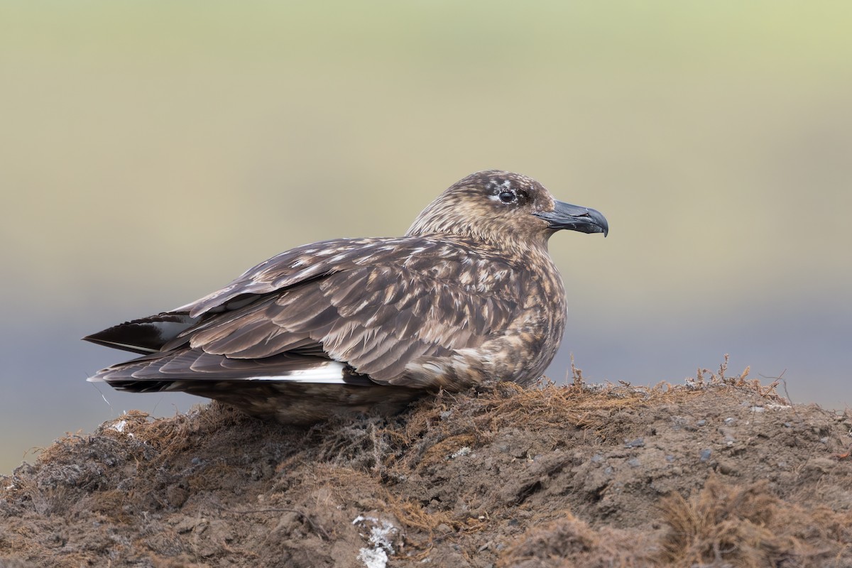Great Skua - ML644205943