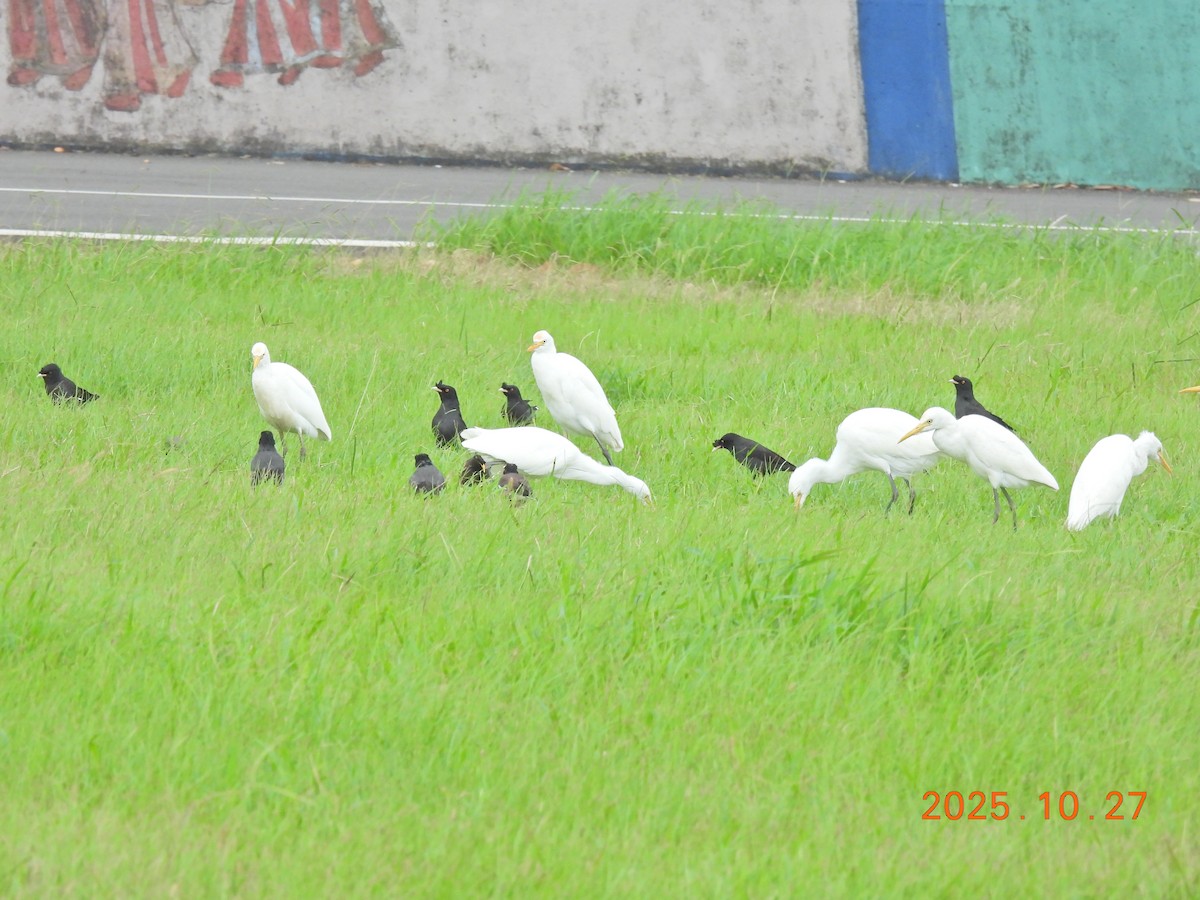 Crested Myna - ML644205947