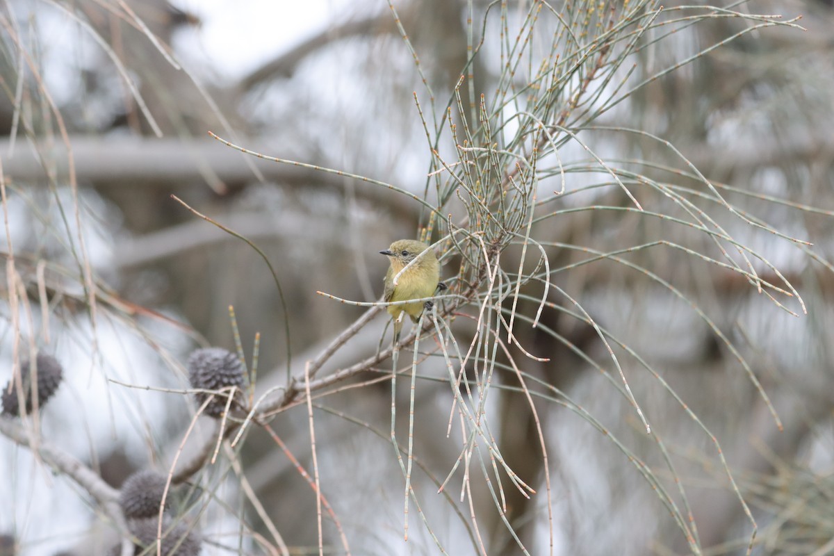 ヒメトゲハシムシクイ - ML644205952