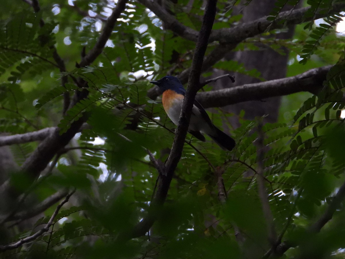 Blue-throated Flycatcher - ML644205953