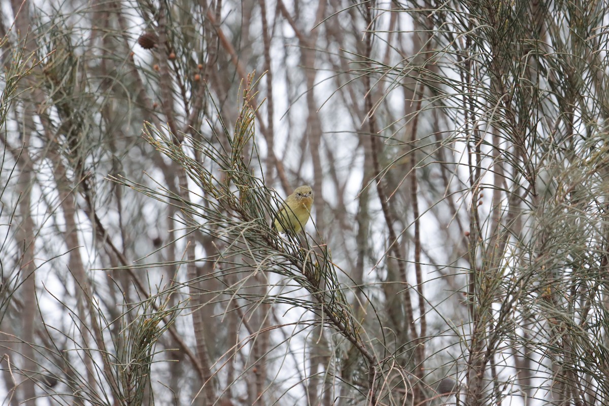 ヒメトゲハシムシクイ - ML644205960