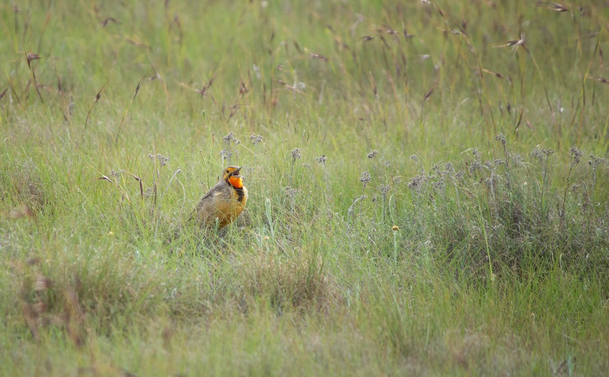 Капский шпорник - ML644205985