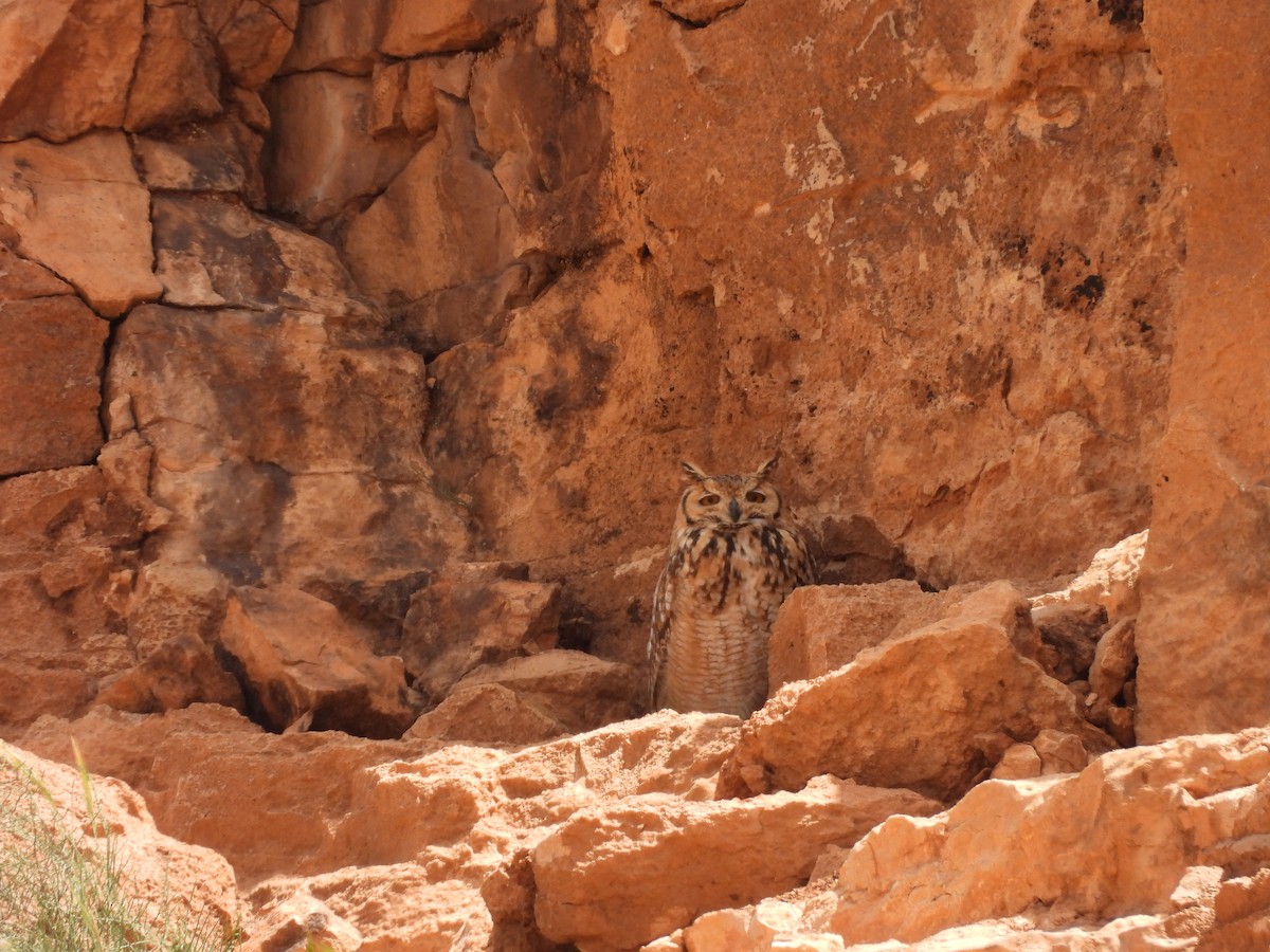 Wüstenuhu - ML644205994